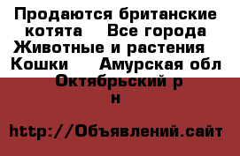 Продаются британские котята  - Все города Животные и растения » Кошки   . Амурская обл.,Октябрьский р-н